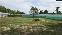medical-grade cannabis farm for - 2