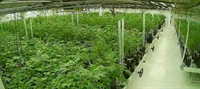 medical-grade cannabis farm for - 3