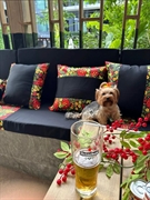 pub restaurant surin phuket - 3