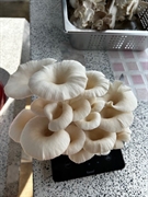 modern mushroom farm thailand - 3