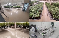 licensed medical cannabis cultivation - 3