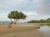 land next to mangrove